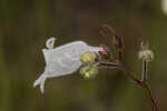 Manyflower beardtongue